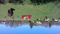 LE PONEY-CLUB LES COCCINELLES